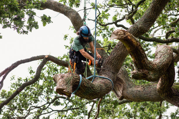  Garden Ridge, TX Tree Care Pros