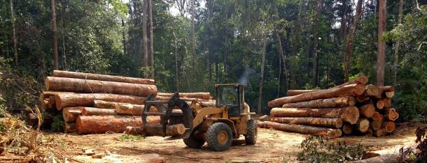 How Our Tree Care Process Works  in  Garden Ridge, TX
